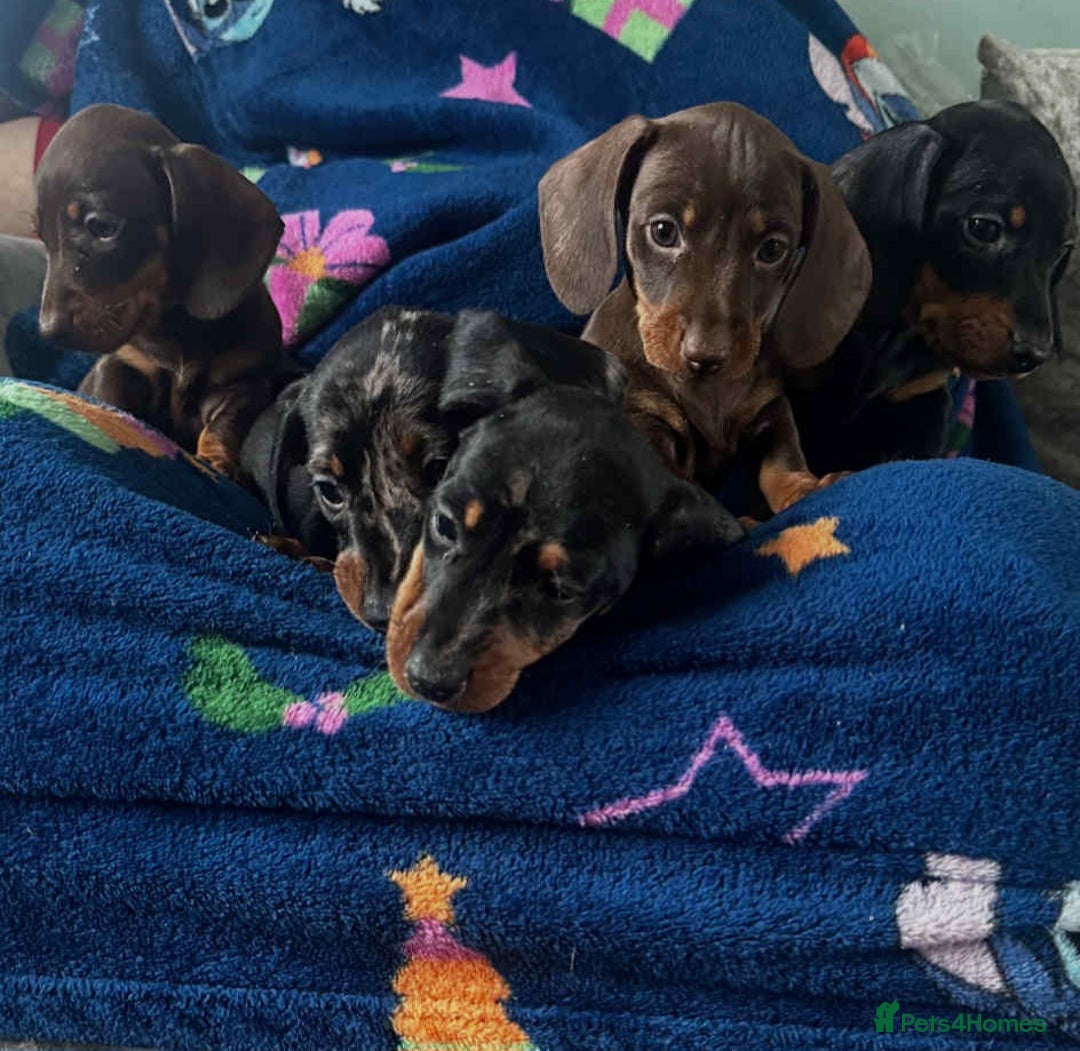 Dachshund dogs for sale: Puppies for sale - Image 1