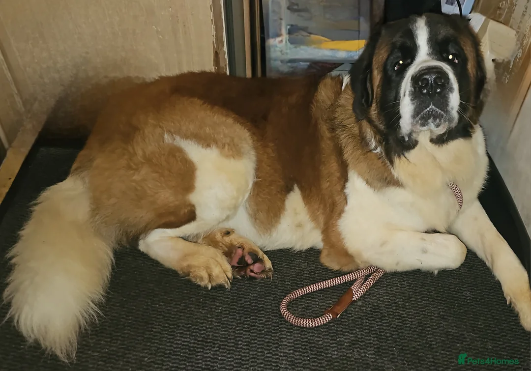 Saint Bernard dogs for stud: Kc reg PROVEN Saint bernards for stud  - Advert 2