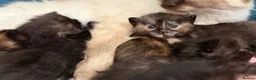 Mixed Breed cats for sale: Healthy Fluffy Black Tortie Ragdoll Cross Kittens  - Advert 11