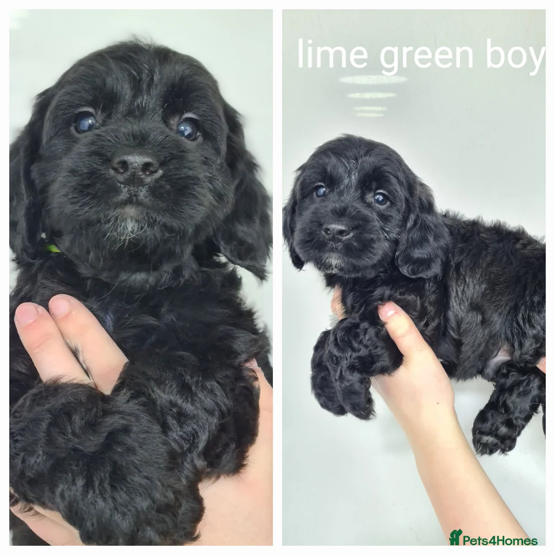 Cockapoo dogs for sale: Cockapoo f1 - Advert 2