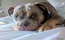 Mixed Breed dogs for sale: She's just the best - Image 1