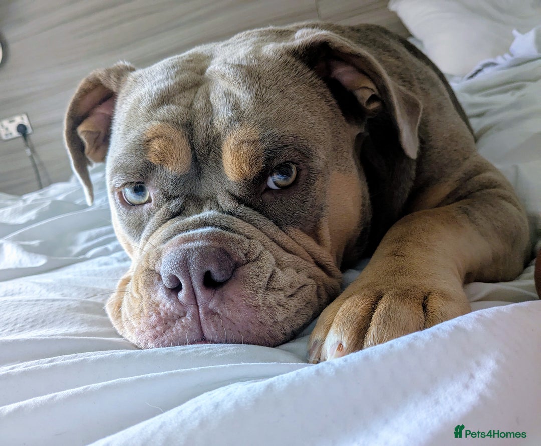Mixed Breed dogs for sale: She's just the best - Image 1