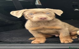 Labrador Retriever dogs for sale:  KC registered Silver and silver and tan labs  - Image 1