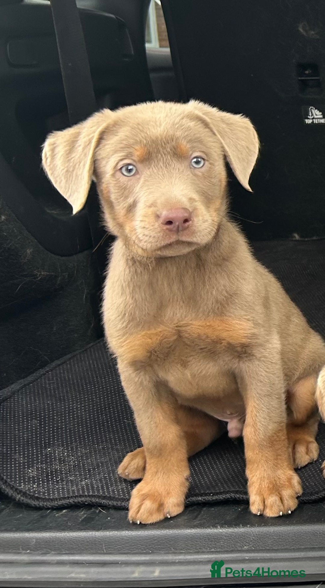 Labrador Retriever dogs for sale:  KC registered Silver and silver and tan labs  - Image 1