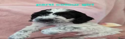 Cockapoo dogs for sale: Rare coloured f1 cockapoo pups - Advert 10