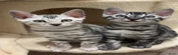 Bengal cats for sale: 🌟Pedigree bengal kittens 🌟 - Advert 5