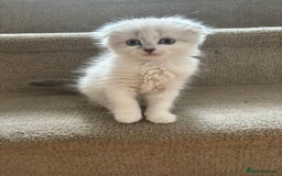 Scottish Fold cats for sale: Scottish fold kittens  - Image 8