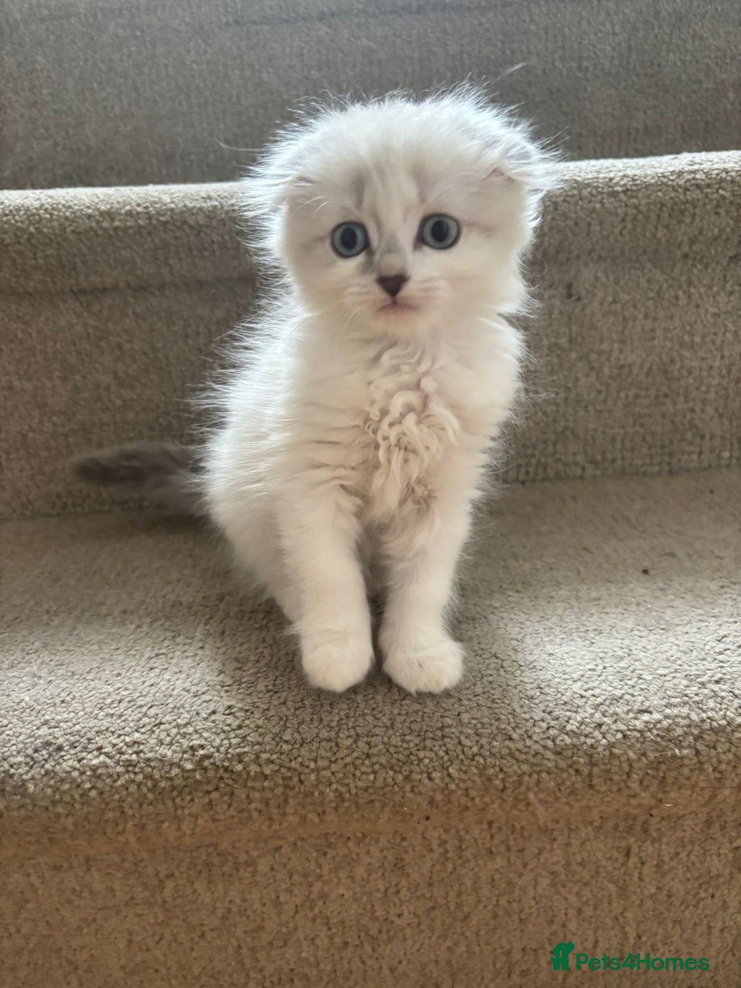 Scottish Fold cats for sale: Scottish fold kittens  - Image 8