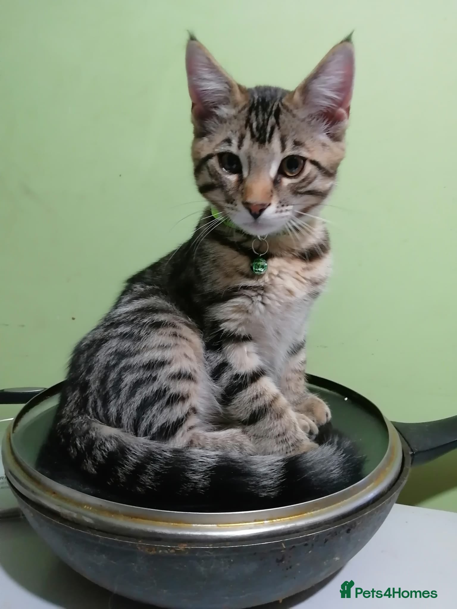 Mixed Breed cats 4 boys,XL Bengal × Maine Coon  - Advert 10