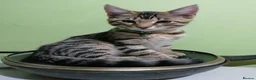 Mixed Breed cats for sale: 4 boys,XL Bengal × Maine Coon  - Advert 5