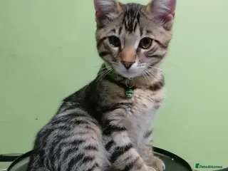 Mixed Breed cats 4 boys,XL Bengal × Maine Coon - Advert 10