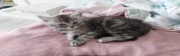 Mixed Breed cats for sale: Gorgeous Loving Kittens Looking for Forever Homes  in Slough - Advert 19