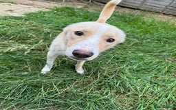Mixed Breed dogs for sale: Re homing due to change in circumstances  - Image 1