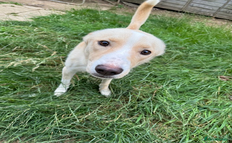 Mixed Breed dogs - Advert 1