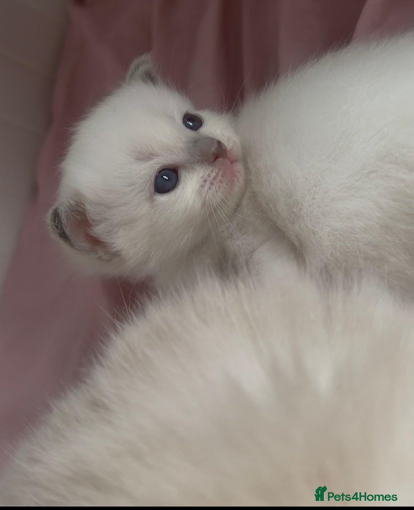 Ragdoll cats Ragdoll Kittens - Advert 3