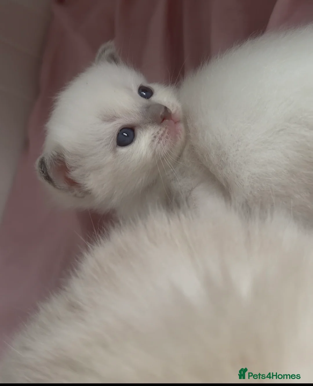 Ragdoll cats for sale: Ragdoll Kittens in Dalkeith - Advert 1