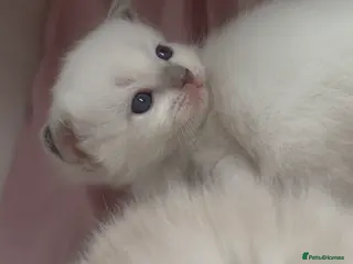 Ragdoll cats Ragdoll Kittens - Advert 1