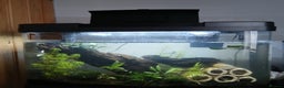 Tetras fish for sale: Fish tank with fish - Advert 1