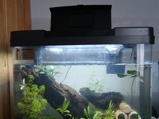 Tetras fish Fish tank with fish - Advert 1