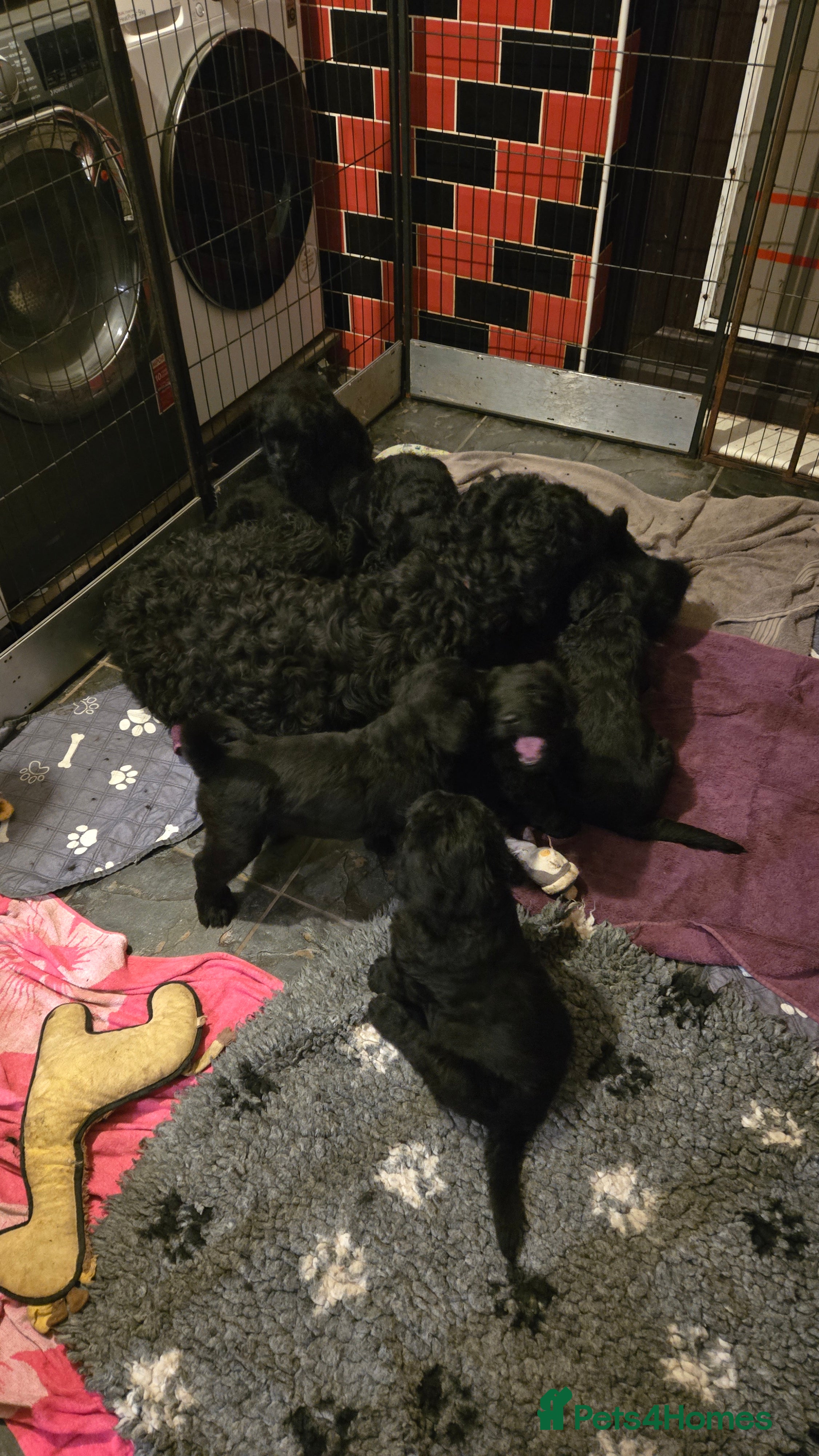 Russian Black Terrier dogs Russian Black Terrier puppies - Advert 1