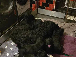 Russian Black Terrier dogs Russian Black Terrier puppies - Advert 1