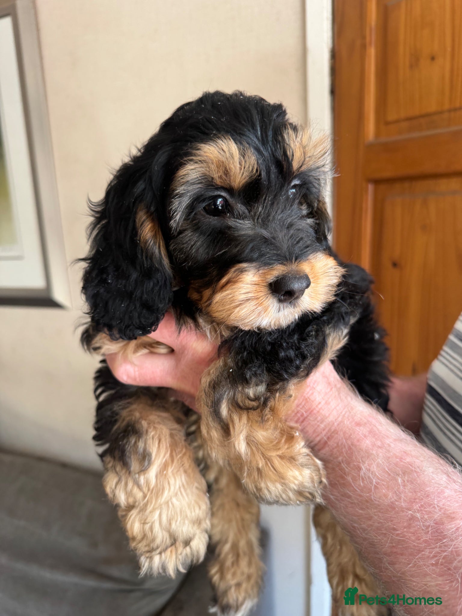 Cockapoo dogs Cockapoo Puppies - Advert 1