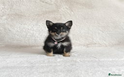 Pomsky dogs for sale: Adorable small f3 Pomsky puppies for sale  - Image 11