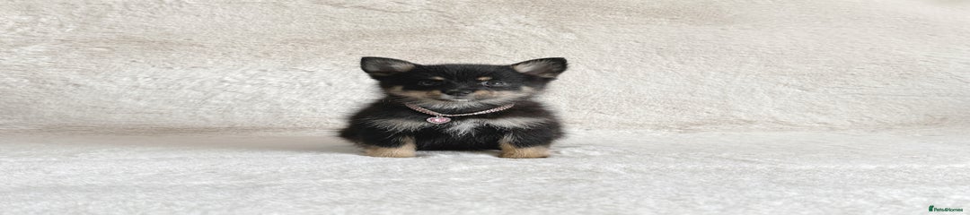 Pomsky Puppy 8