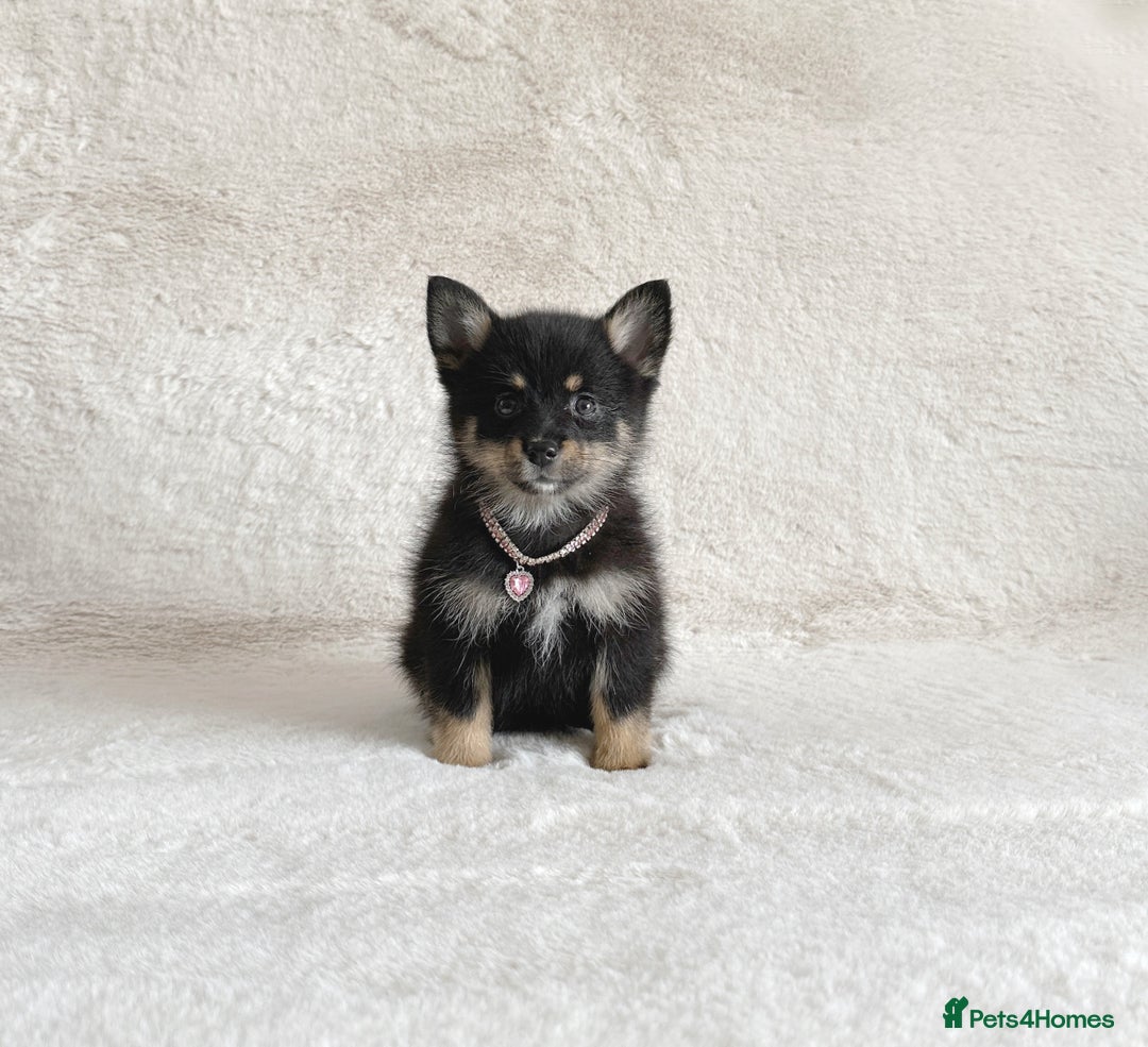 Pomsky dogs for sale: Adorable small f3 Pomsky puppies for sale  - Image 11