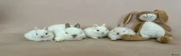 Netherland Dwarf rabbits for sale: White Netherland Dwarf Babies - Advert 9