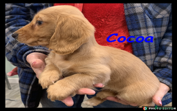 Miniature Dachshund dogs for sale: Beautiful Miniature Dachshunds. - Advert 7