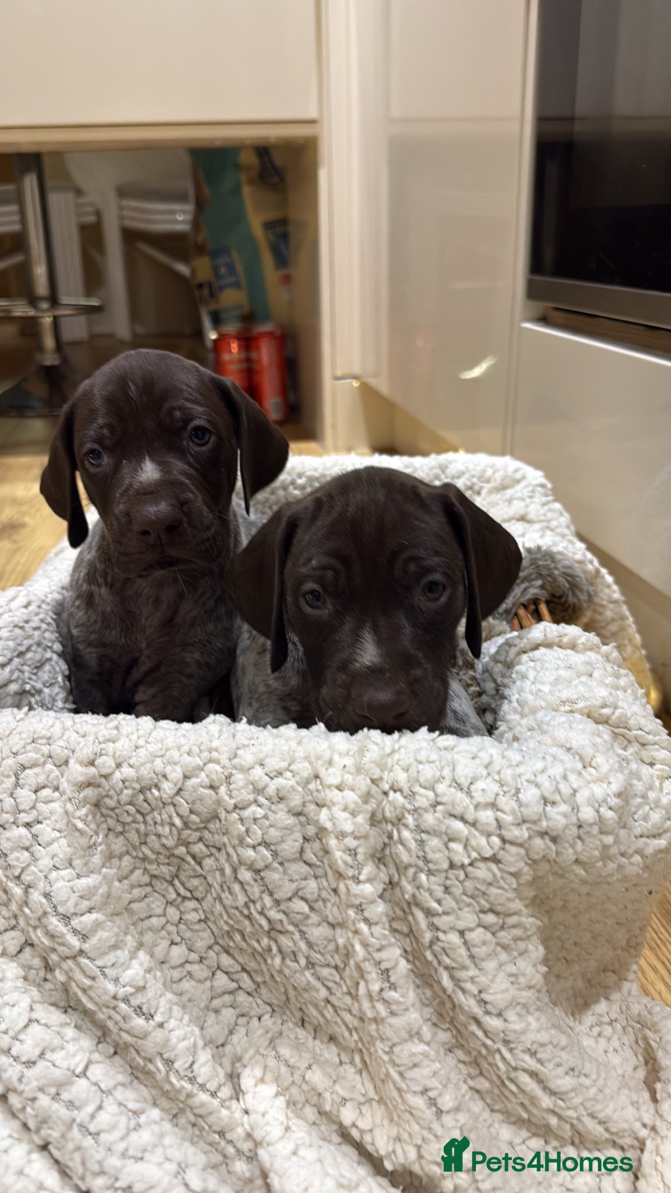 German Shorthaired Pointer dogs German shorthaired pointer puppies  - Advert 4