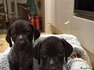 German Shorthaired Pointer dogs German shorthaired pointer puppies - Advert 4