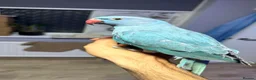 Ringnecks birds for sale:  **  DNAMALE HANDREAR TRAINED SPLIT CLEARTAIL  in Uxbridge - Advert 8