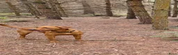 Labrador Retriever dogs for stud: No upfront payment to KC Registered bitches - Advert 4