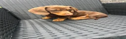 Miniature Dachshund dogs for sale: Beautiful Miniature Dachshund KC Registered  in Brentwood - Advert 8