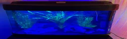 Axolotl reptiles for sale: 🦎 Two Adult Axolotls + Complete Aquarium Setup in Swansea - Advert 3