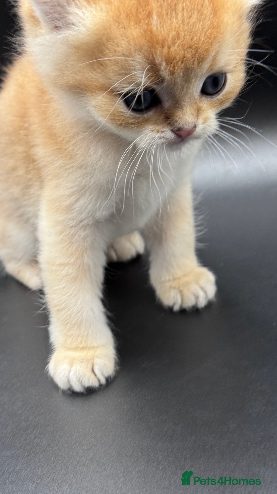 British Shorthair cats for sale: BSH GCCF GOLDEN AND BLUE KITTENS  - Image 23