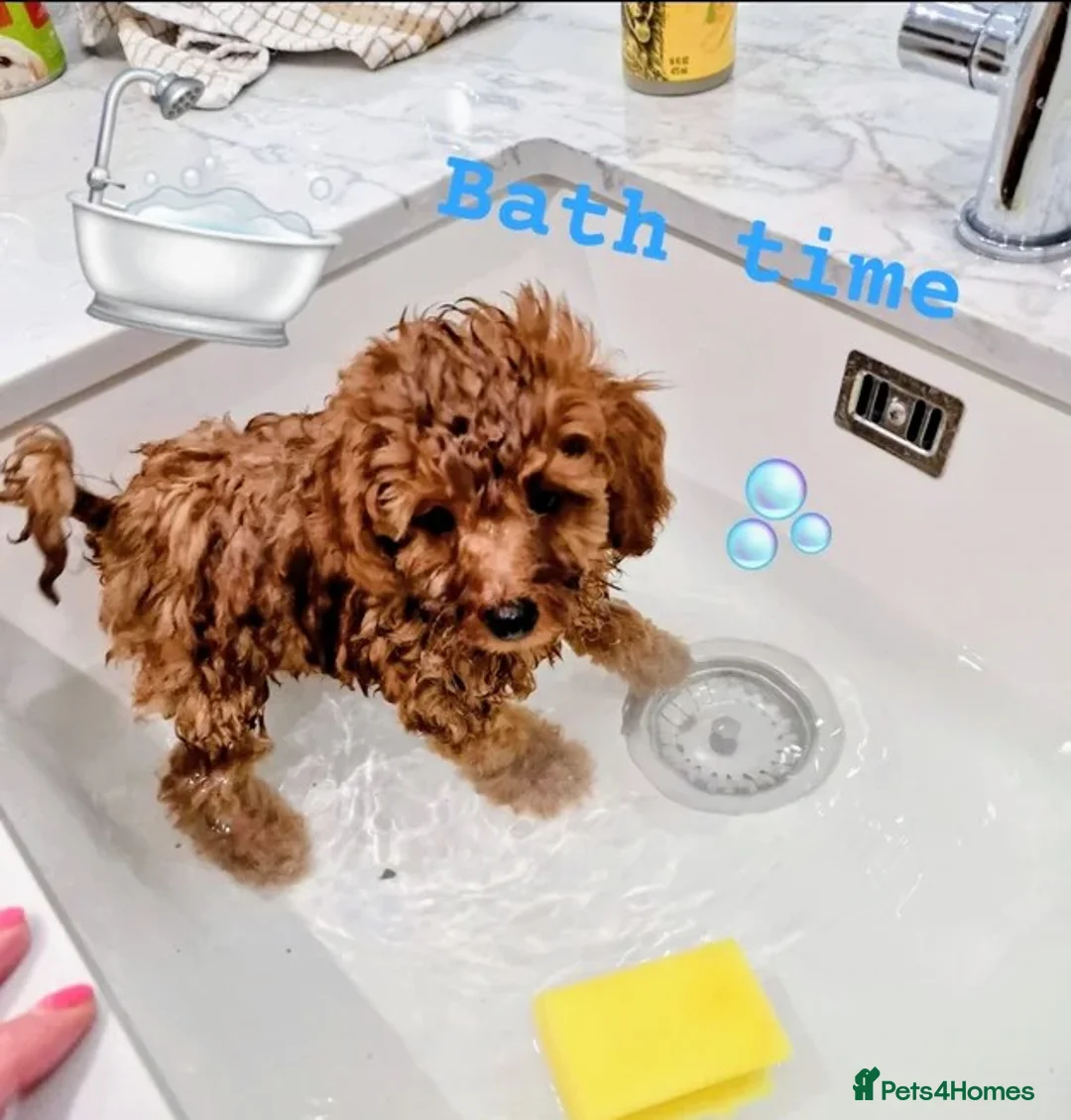 Toy Poodle dogs for sale: KC. Health tested parents. Red Toy Poodles  in Hornchurch - Advert 16