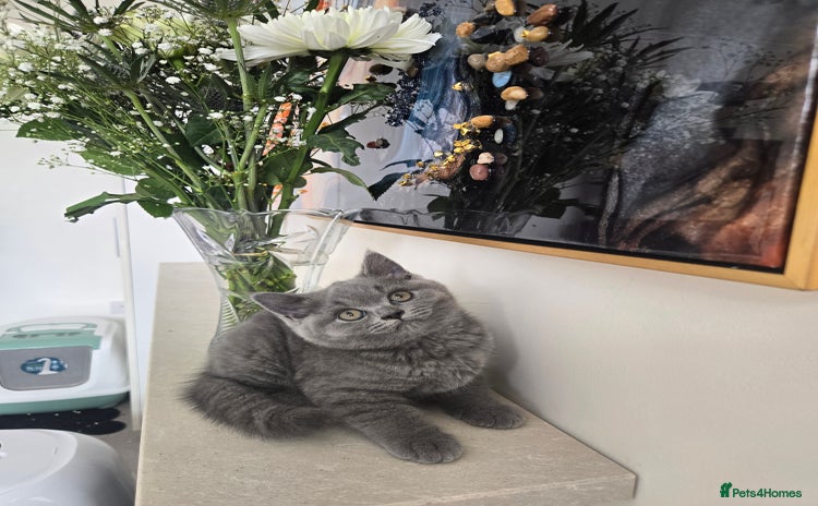 British Shorthair cats in Wisbech - Advert 7
