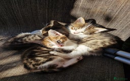 Mixed Breed cats for sale: Little baby kittens  - Image 1