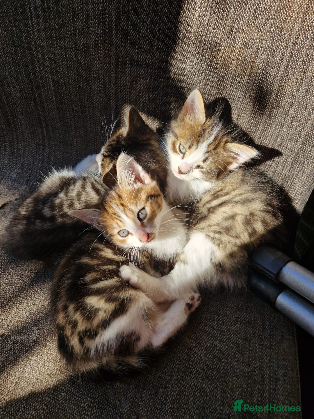 Mixed Breed cats for sale: Little baby kittens  - Image 1