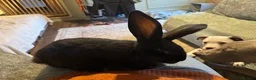 Continental Giant rabbits for sale: Black Buck Giant  - Advert 3