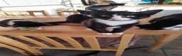 Mixed Breed cats for sale: 4 tuxedo black/white cuties looking for a home - Advert 23