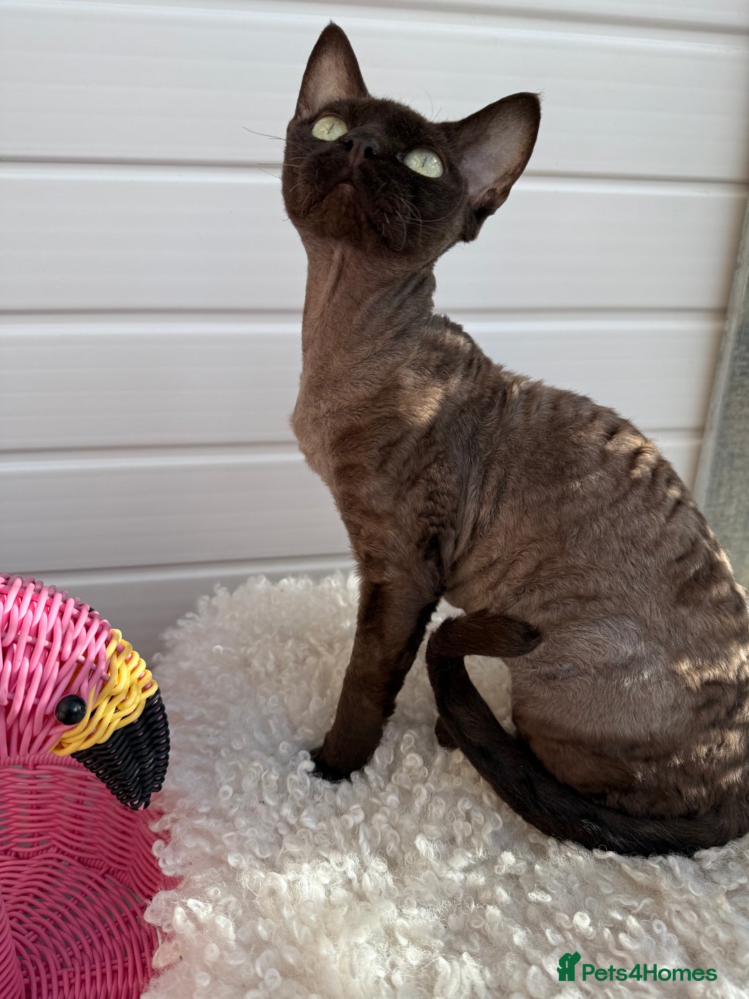 Devon Rex cats for sale: Chocolate Devon Female - Image 8