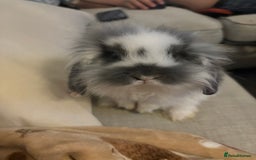 Mixed Breed rabbits for sale: Mini Lop Babies available now & 2 week old babies - Image 5