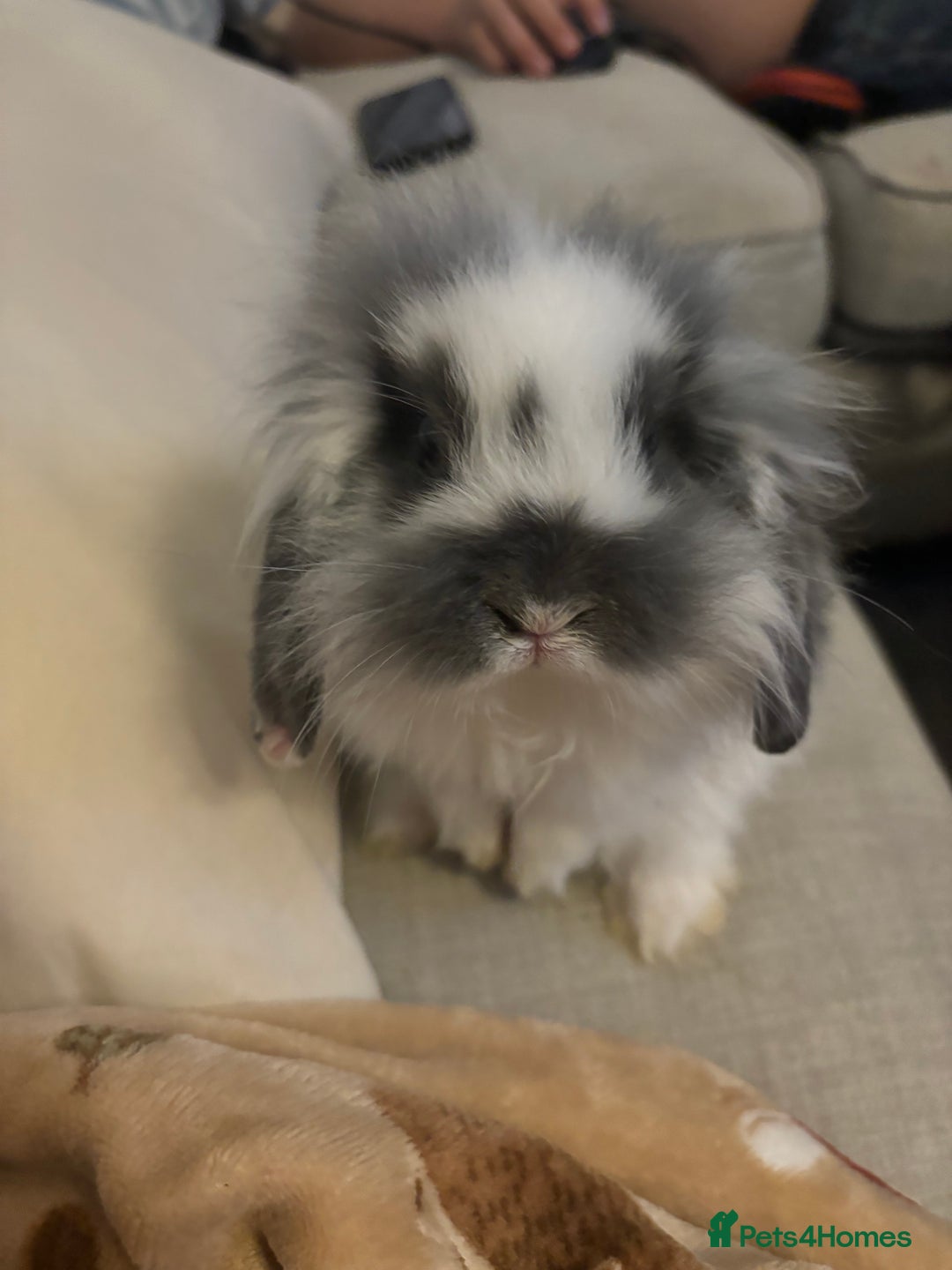 Mixed Breed rabbits for sale: Mini Lop Babies available now & 2 week old babies - Image 5