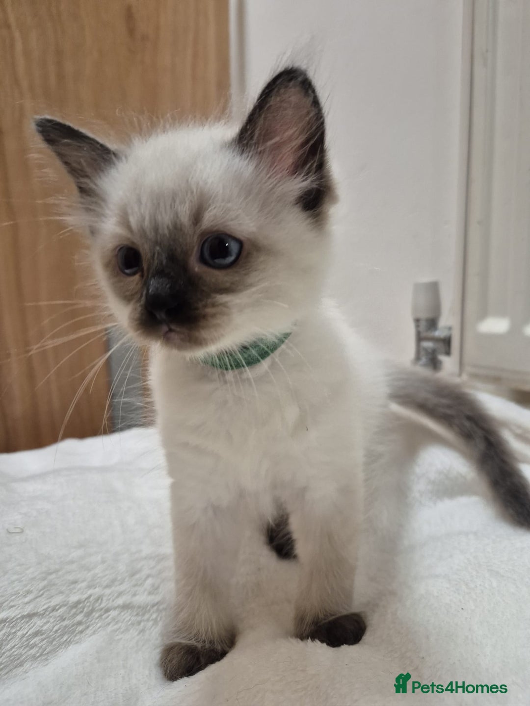 Ragdoll cats for sale: 2 Male Sealpoints ready to leave on 16th Dec - Advert 1