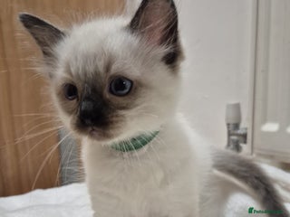 Ragdoll cats 2 Male Sealpoints ready to leave on 16th Dec - Advert 17