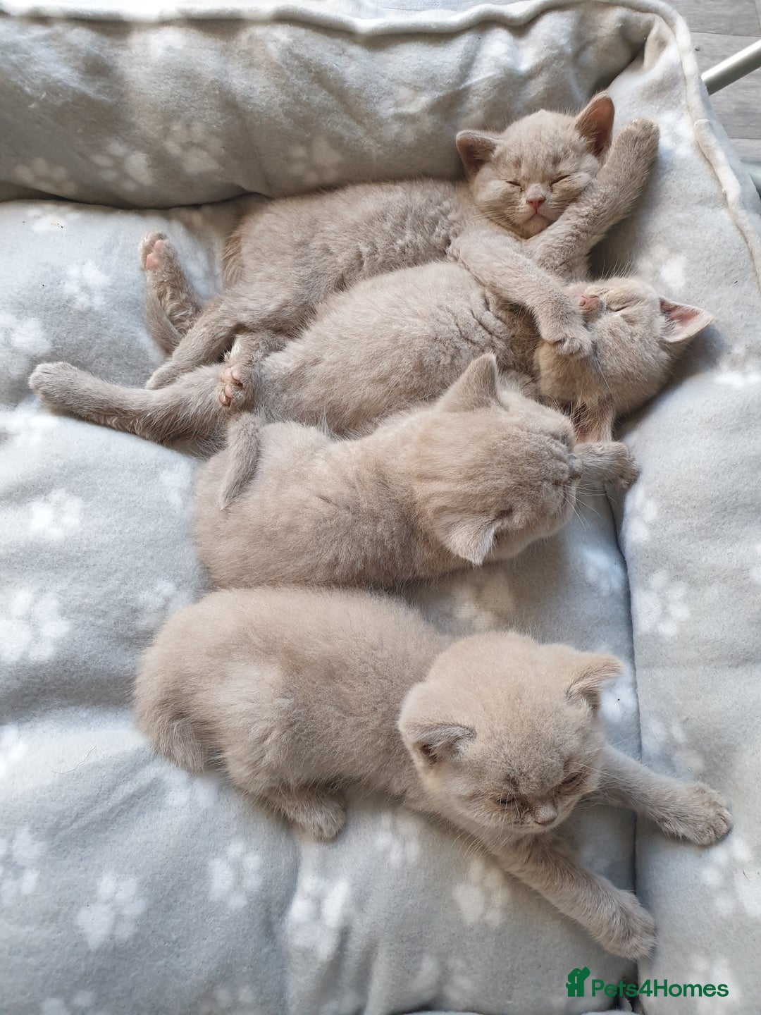 British Shorthair cats for sale: British short hair kittens GCCF registered  - Image 6